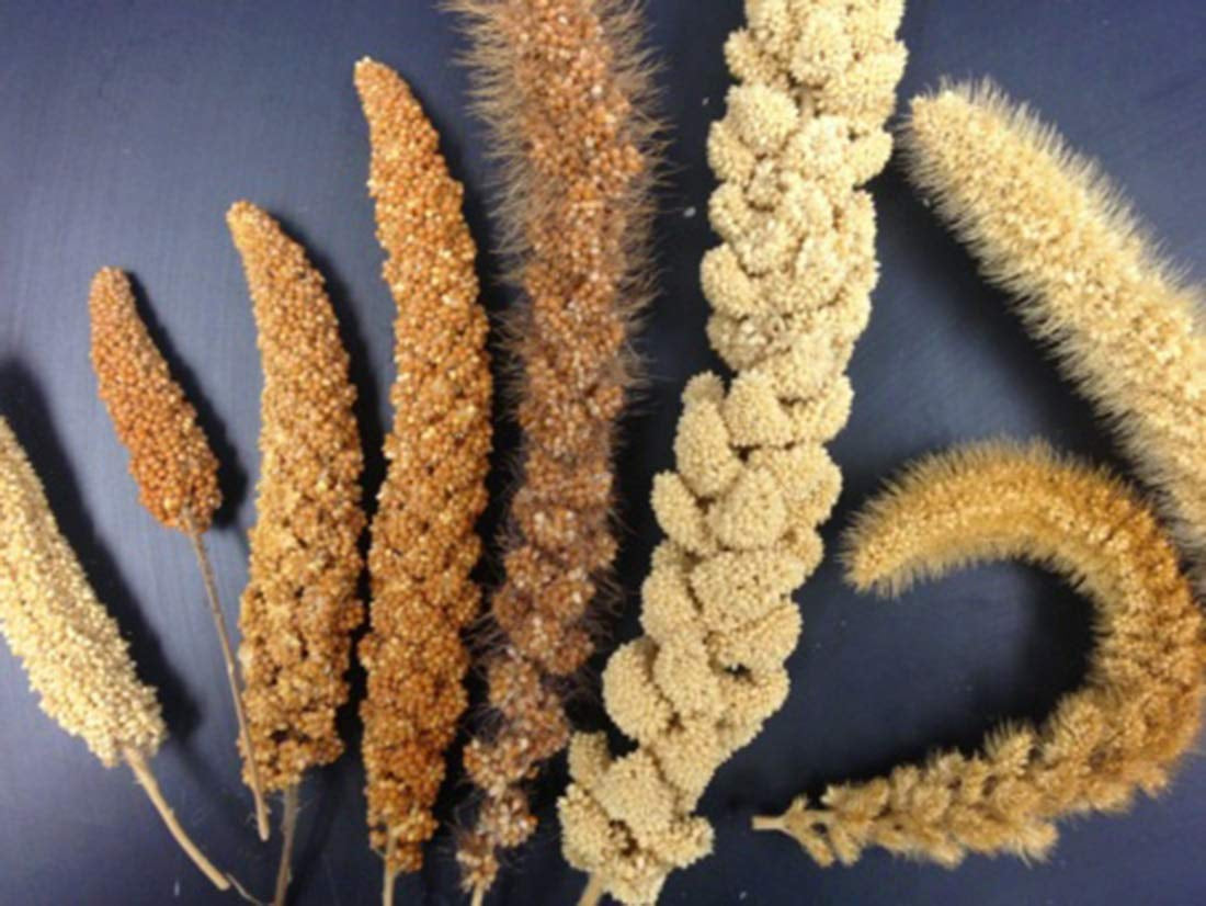 USA Grown Organic Millet, Whole Grain Seeds Non GMO Hulled Gluten Free Bulk Raw