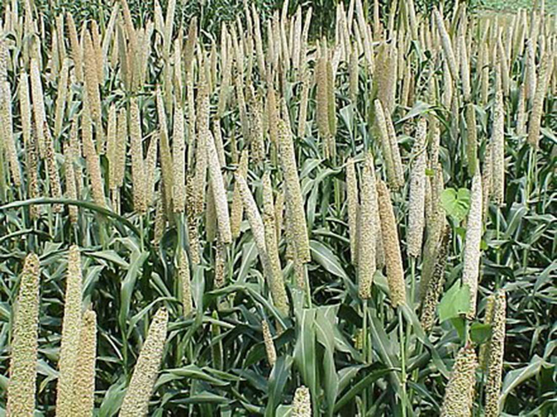 USA Grown Organic Millet, Whole Grain Seeds Non GMO Hulled Gluten Free Bulk Raw