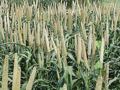 USA Grown Organic Millet, Whole Grain Seeds Non GMO Hulled Gluten Free Bulk Raw